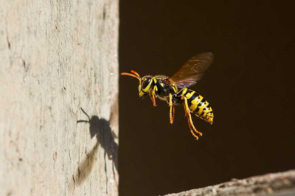E' Allarme Per Una Nuova Minaccia Di Insetti: È Molto Più Pericolosa Del Calabrone Asiatico 5 La Vespa Soror E I Suoi Pericoli
