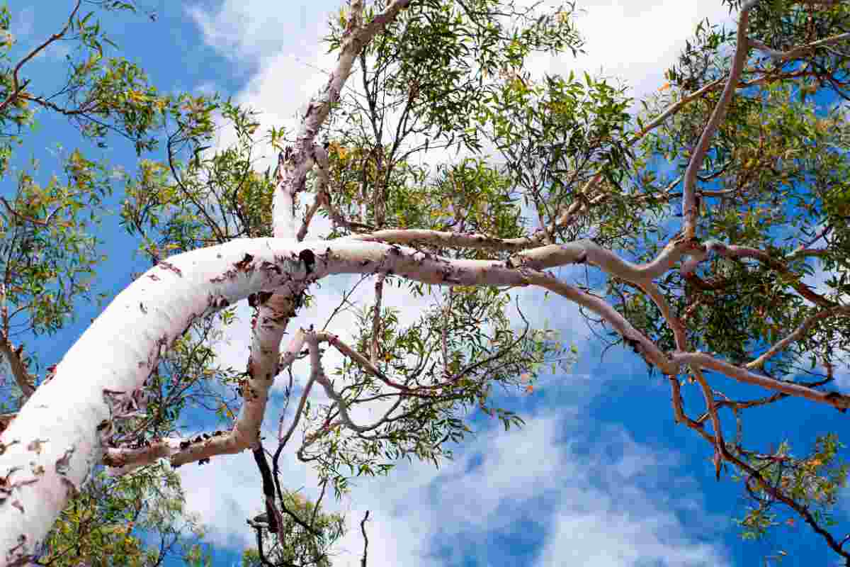 Gli Scienziati Hanno Scoperto Che Un Albero (Molto Comune) Nel Mondo Estrae L'Oro Dal Terreno E Lo Trasporta Nelle Sue Foglie: Addio Trivellazioni Invasive 5 Albero Eucalipto
