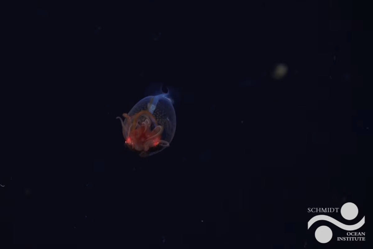 Una Creatura Mitica Emerge Dagli Abissi: Il Colosso Oceanico Viene Filmato Per La Prima Volta. 5 Colosso Oceanico