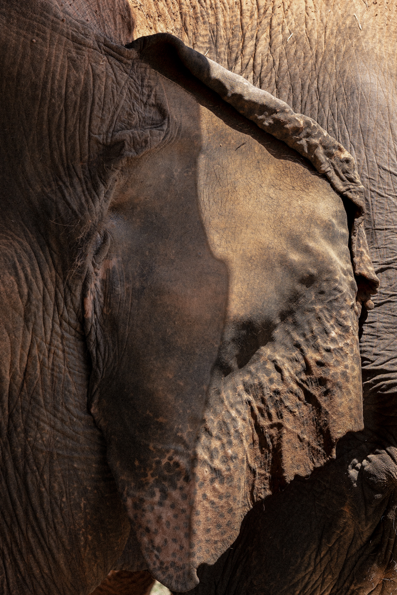 Dettaglio Ravvicinato Di Unorecchia Di Elefante Immagine Esposta Nella Mostra Fotografica Oratorio Di Eleonora Falso A Roma