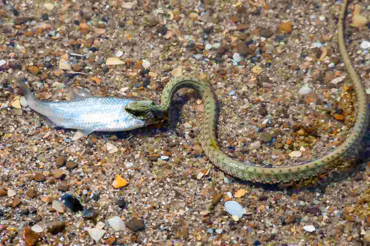 Panico In Spiaggia, L’invasione Di Serpenti Arriva Anche In Italia, Cosa Fare