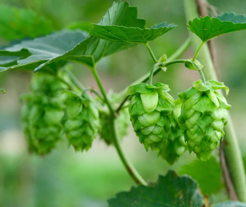 Eventi a Fiumicino: il 26 luglio debutta Groovin’ Farm tra birra agricola, DJ set e natura al Podere 676