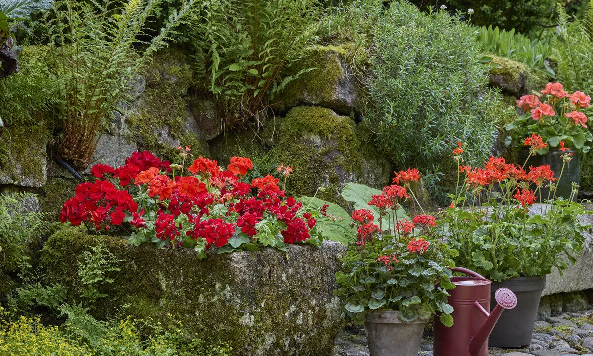 Giardini e balconi: piante fiorite per attrarre insetti e biodiversità