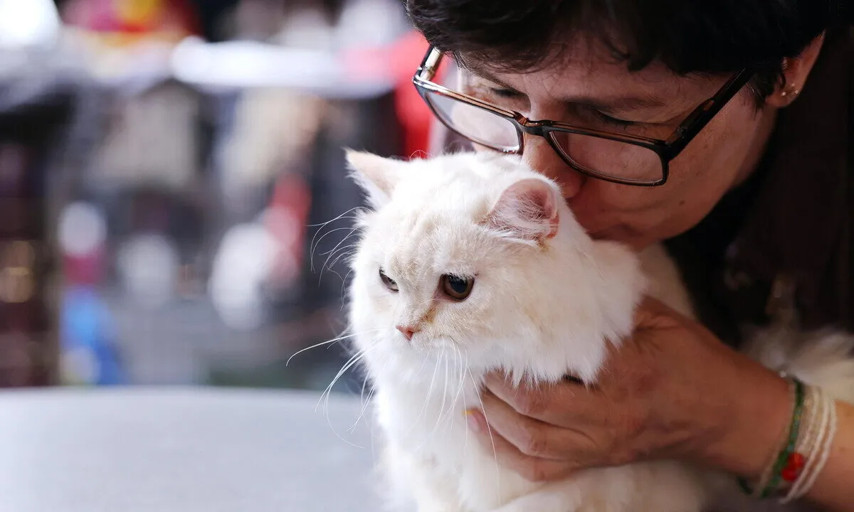 Viaggiare con il gatto: 5 suggerimenti per un viaggio sicuro e sereno