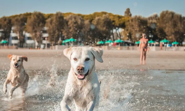 Da Grado a Vienna: le migliori destinazioni pet-friendly in Europa