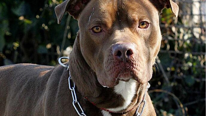 Gestione Responsabile Dei Cani
