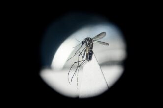Lotta Alla Dengue In Italia U