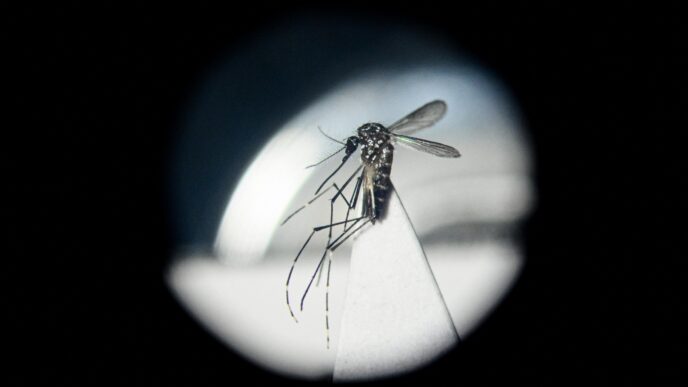 Lotta Alla Dengue In Italia U