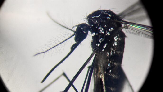 Aumentano I Casi Di Dengue In