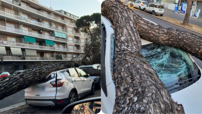 Albero Crolla Su Automobili A
