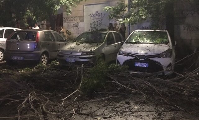 Albero Crolla In Via Dei Ginep