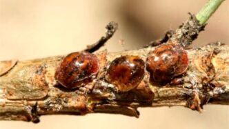 Allerta Ambientale Per La Pine