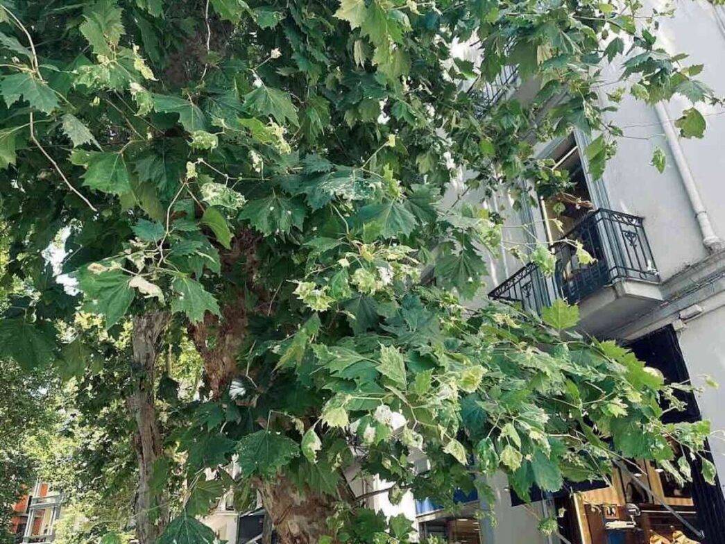 Allerta Infestazione Di Cimici