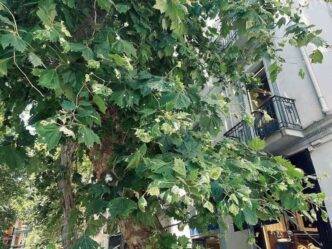 Allerta Infestazione Di Cimici