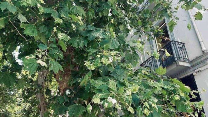 Allerta Infestazione Di Cimici