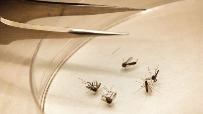 Aumento Dei Casi Di West Nile