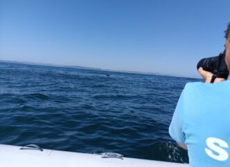 Avviato Il Progetto Delfini M