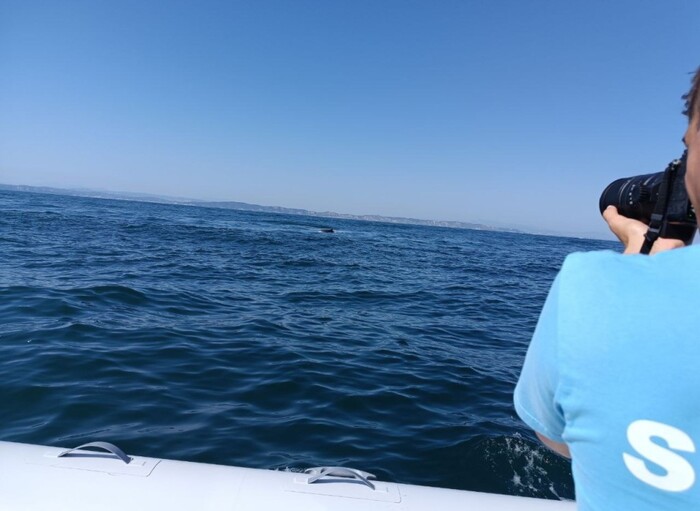 Avviato Il Progetto Delfini M