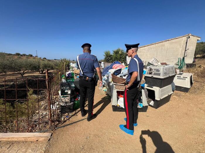 Carabinieri Salvano Un Rottwei