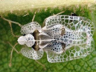 Corythucha Ciliata Il Parassita Dei Platani