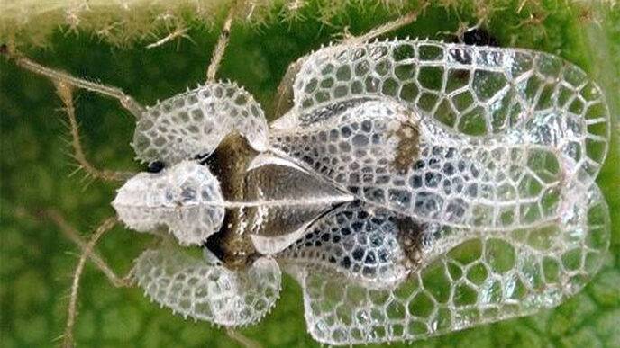 Corythucha Ciliata Il Parassita Dei Platani