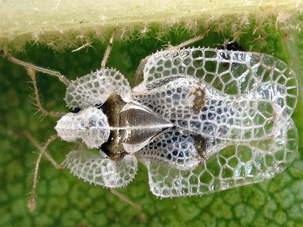 Corythucha Ciliata Il Parassita Dei Platani