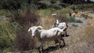 Emergenza Peste Delle Capre L