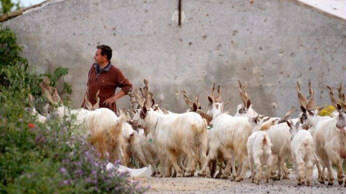 Emergenza Zootecnica In Sicili