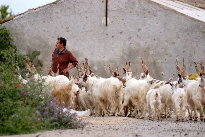 Emergenza Zootecnica In Sicili
