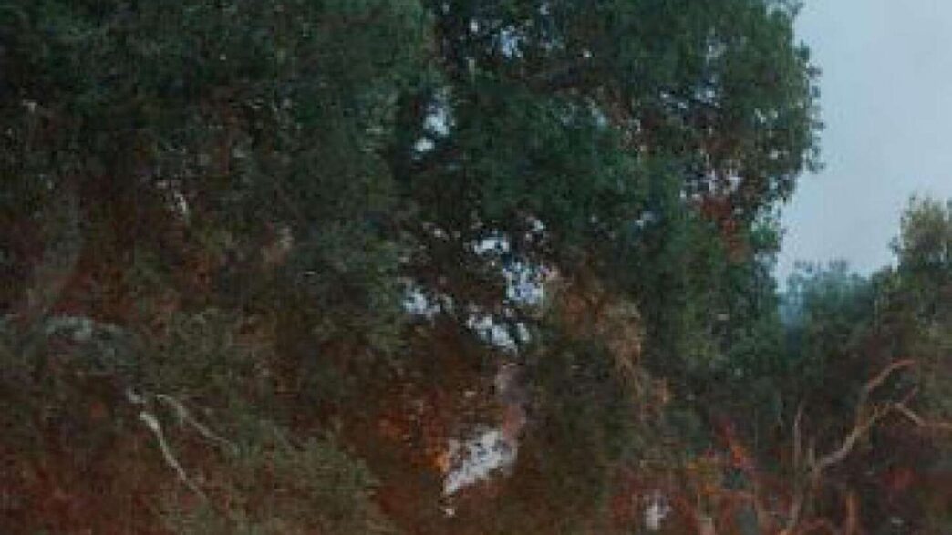 Incendio Minaccia Rimboschimen