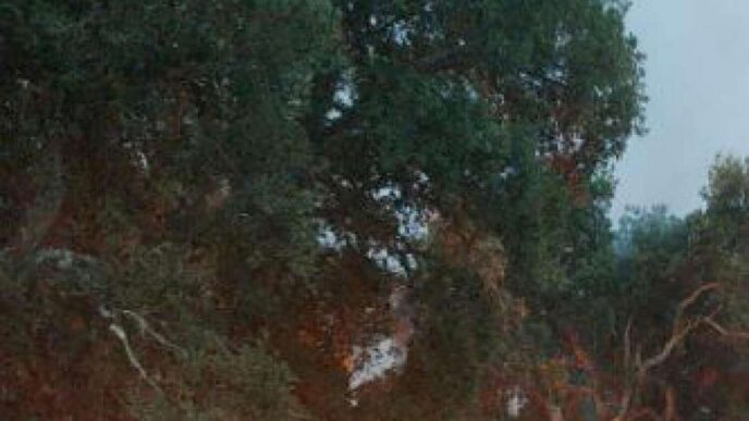 Incendio Minaccia Rimboschimen