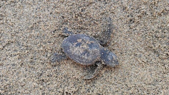 Nascono 82 Tartarughe Caretta