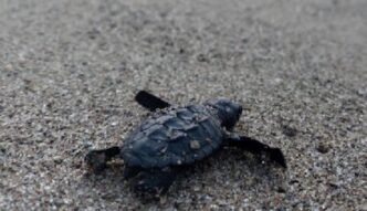Oltre 50 Tartarughe Caretta Ca