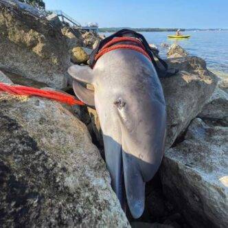 Ritrovamento Di Un Delfino In