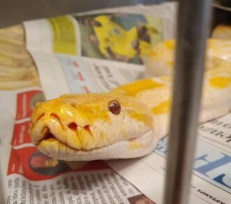 Salvataggio Di Un Pitone Retic