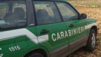 Sequestro Di Unazienda Zootec