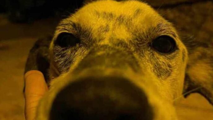 Aggressione A Un Cane Un Dram