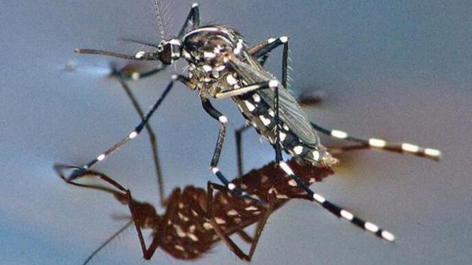 Allerta Dengue Nelle Marche 1
