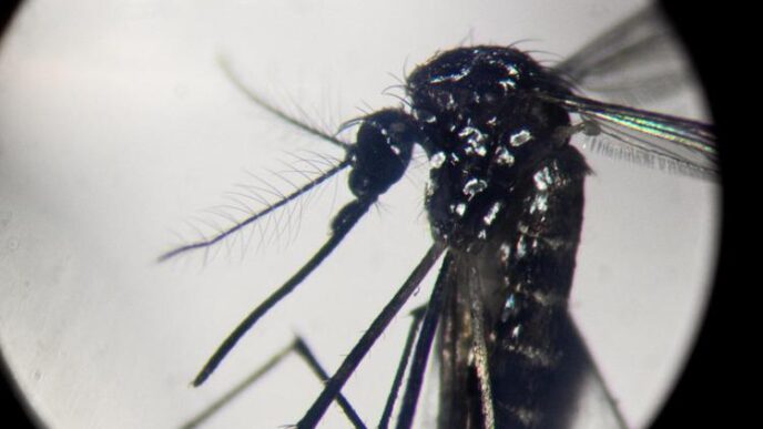 Aumentano I Casi Di Dengue In