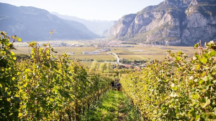 Autunno In Piana Rotaliana Kon