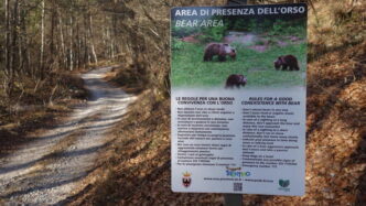 Avvistamenti Di Orsi E Nuovi P