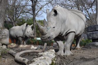 Bioparco Di Roma Celebra La Gi