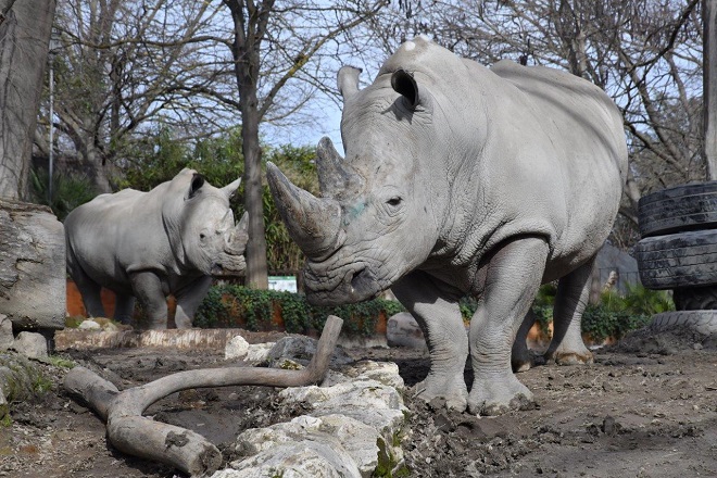 Bioparco Di Roma Celebra La Gi
