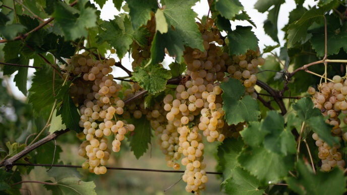 Due Nuove Tipologie Di Vino Do