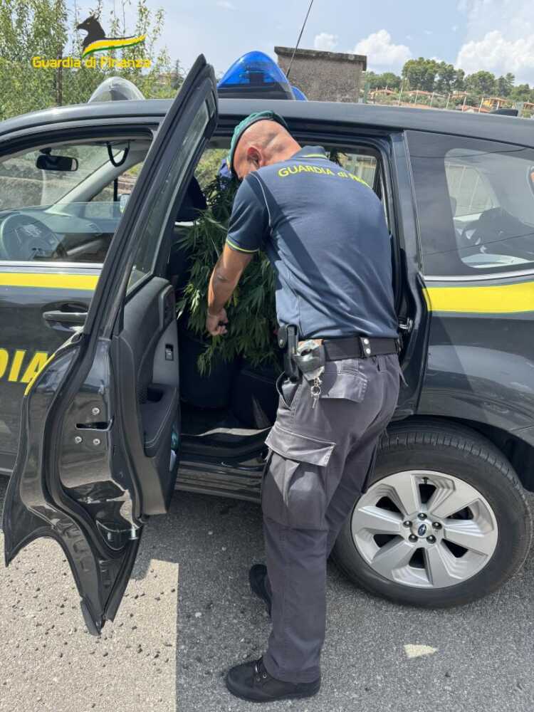 Fiamme Gialle Di Viterbo Inten