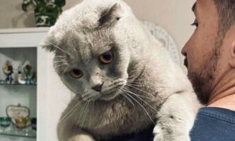 Gatto Scomparso A Latina Offe