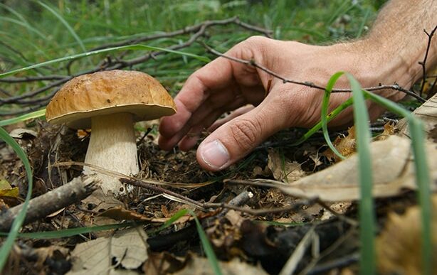 Intossicazione Da Funghi Velen
