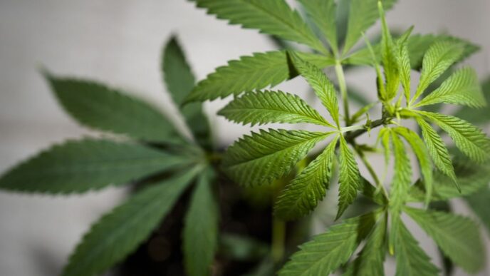 La Germania Approva La Cannabi