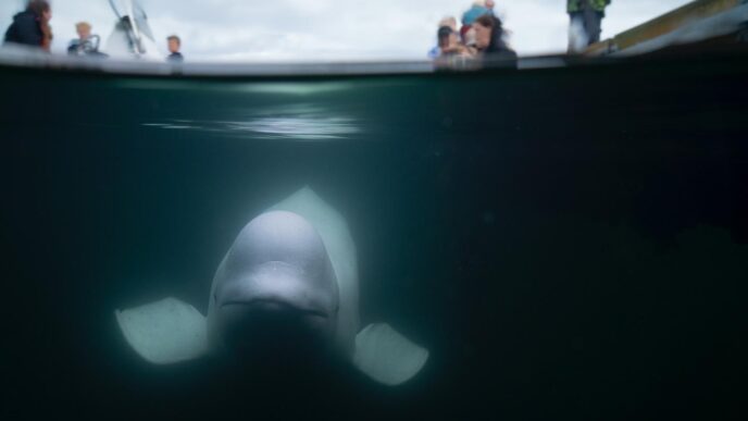 La Balena Beluga Hvaldimir Tro