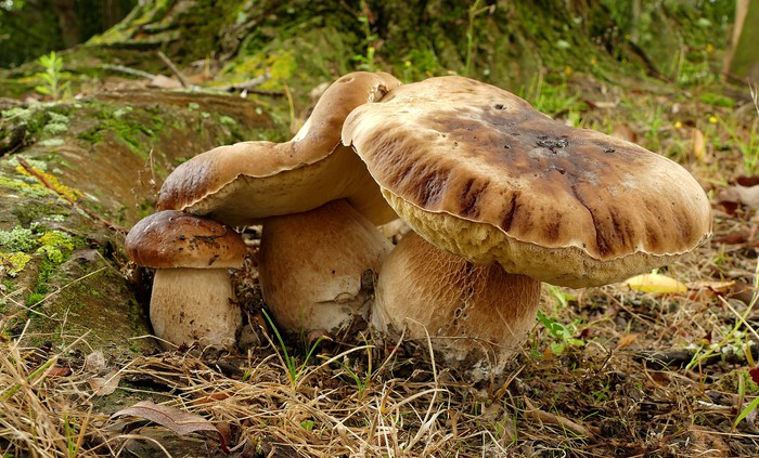 Maltempo E Funghi Porcini Att
